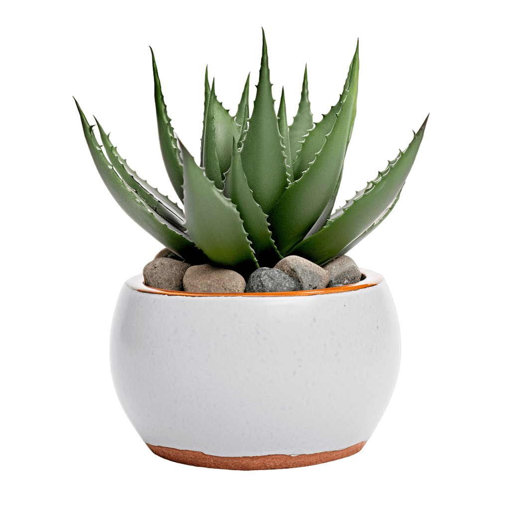 medium size Agave in a pot