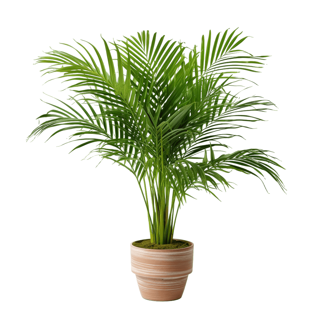 medium size Areca Palm in a pot
