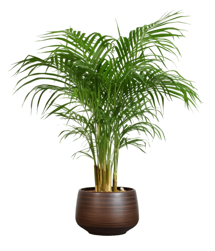 medium size Bamboo Palm in a pot