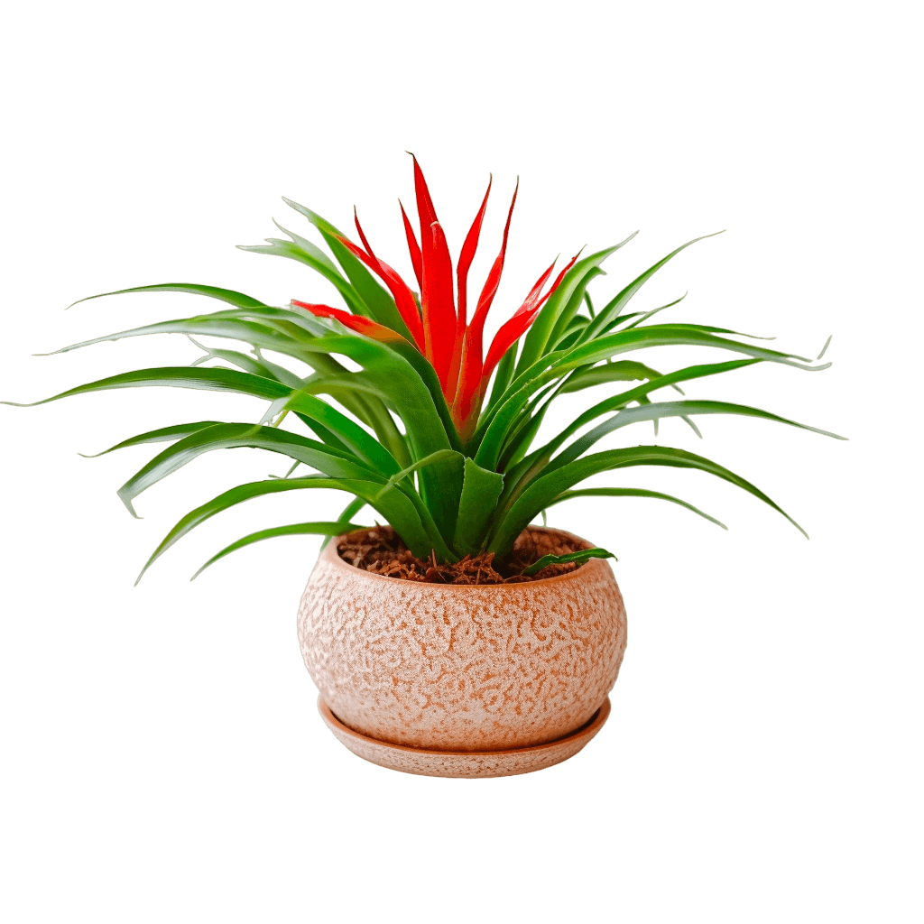 medium size Bromeliads in a pot