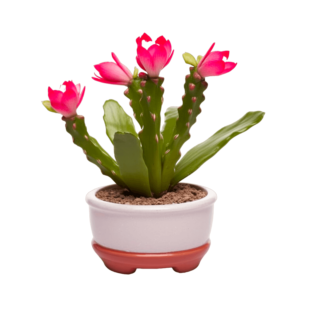 medium size Christmas Cactus in a pot