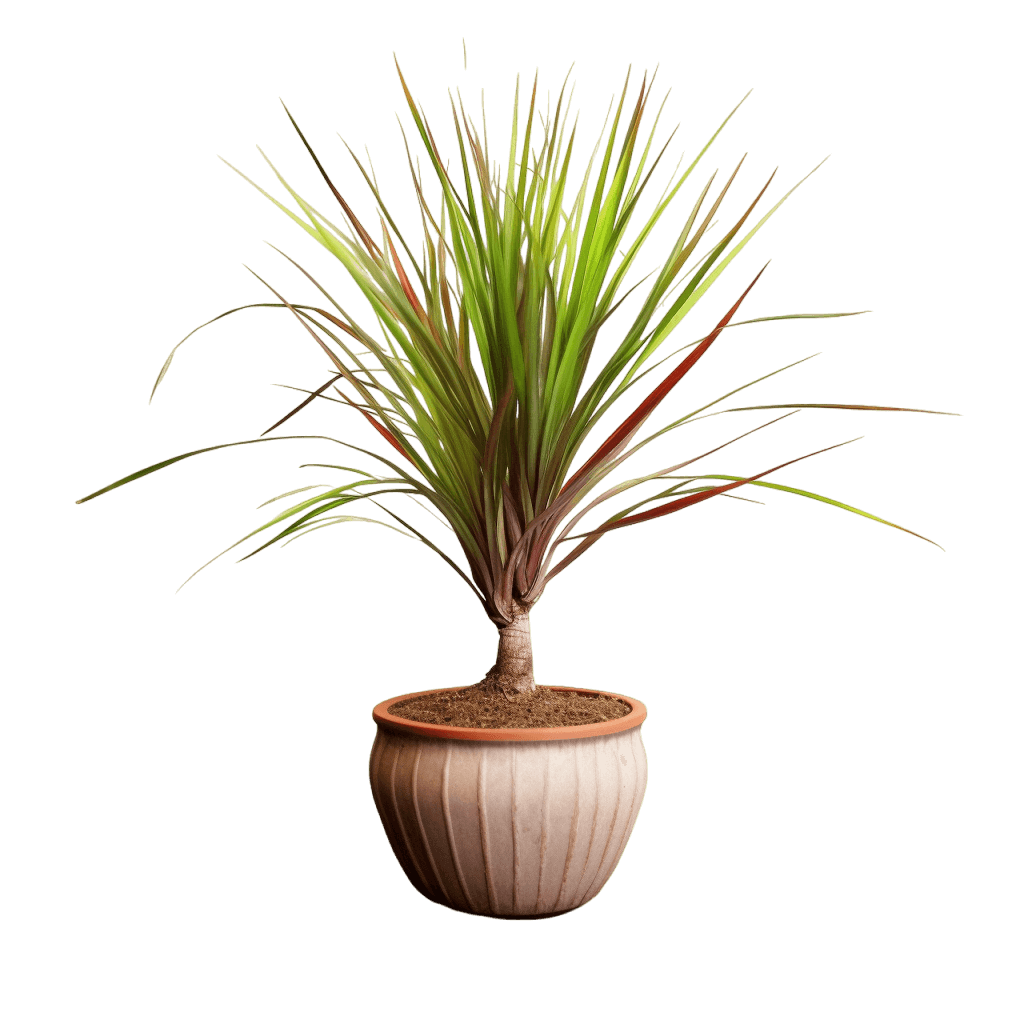medium size Dragon Tree in a pot
