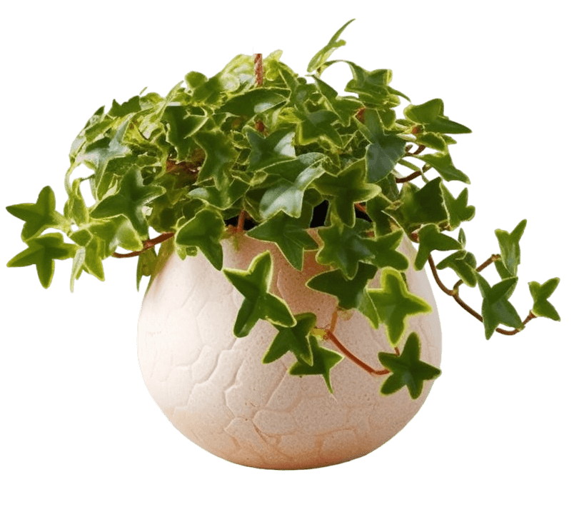 medium size English Ivy in a pot
