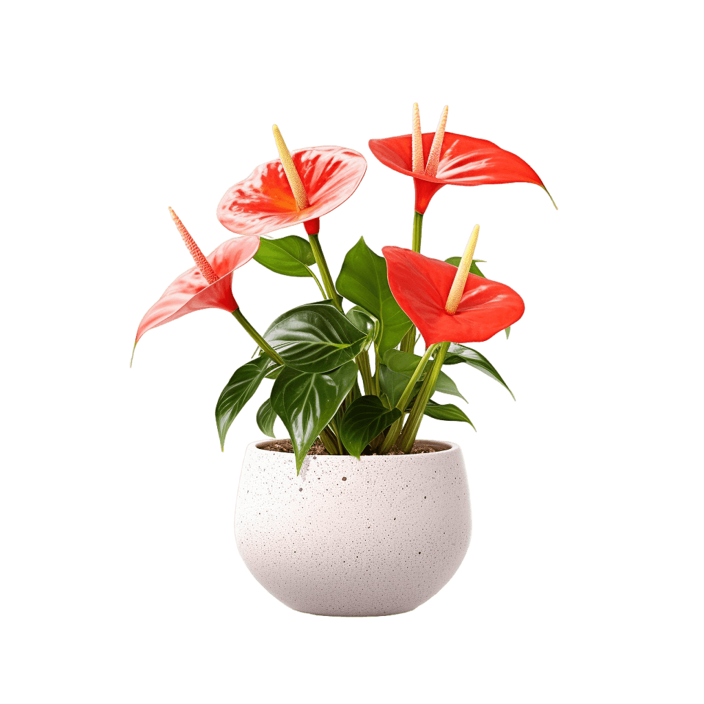 medium size Flamingo Lily in a pot