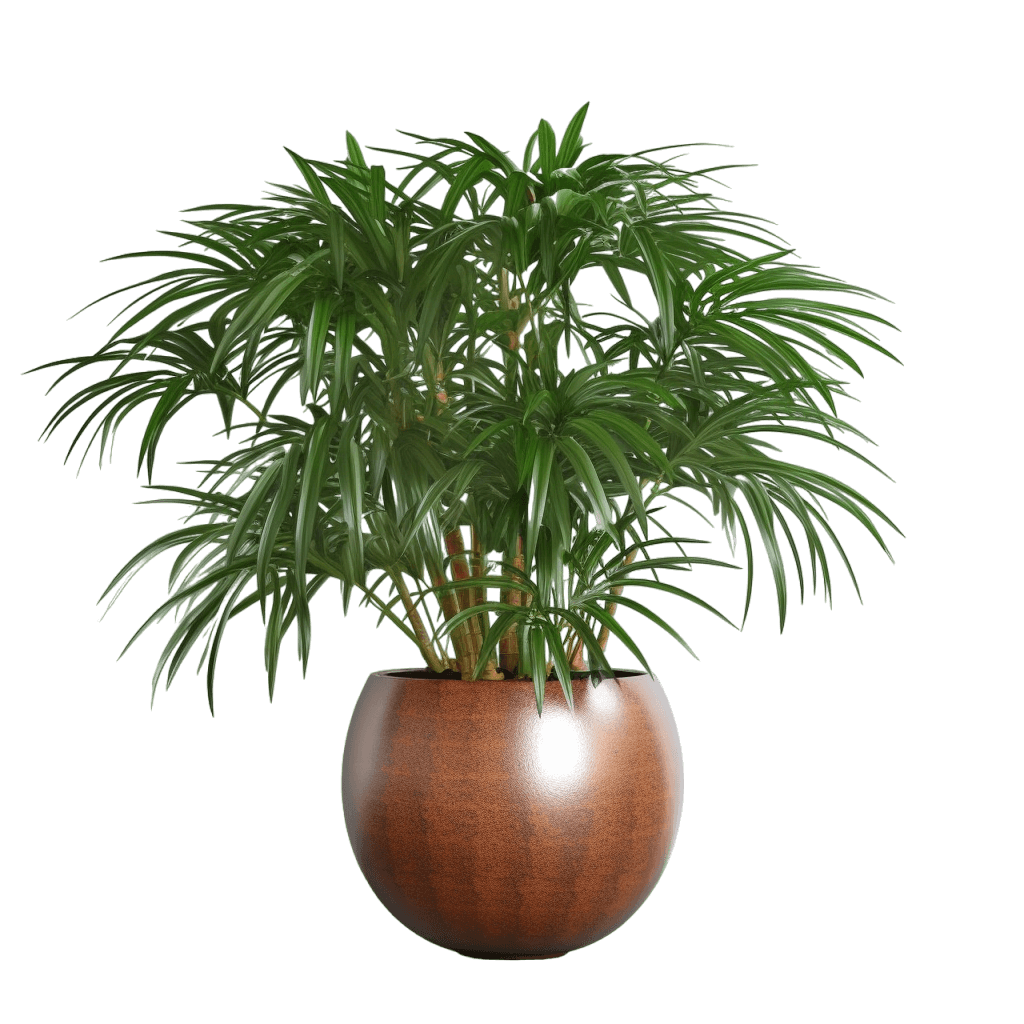 medium size Lady Palm in a pot