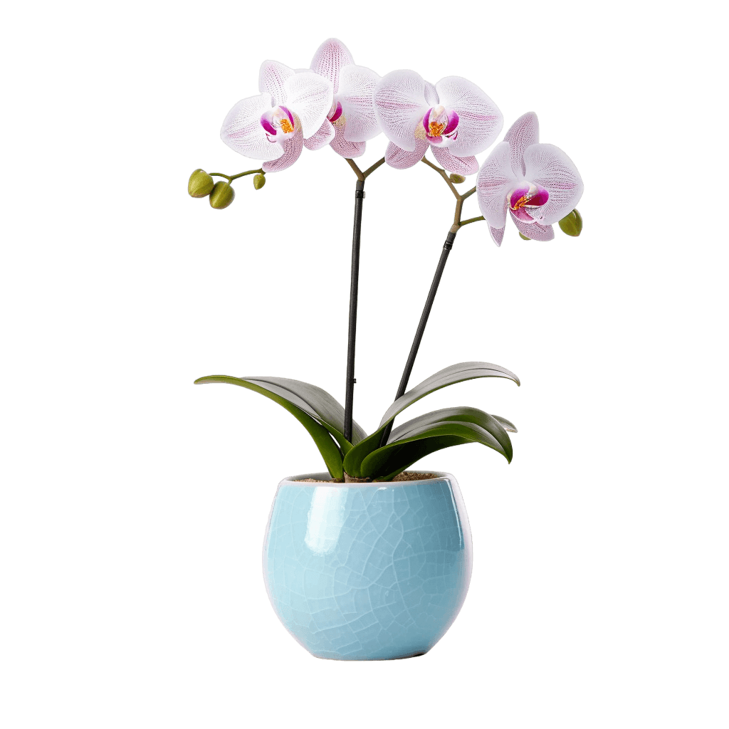 medium size Orchid in a pot
