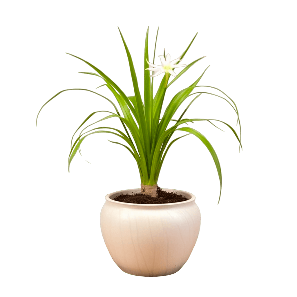 medium size Spider Lily in a pot